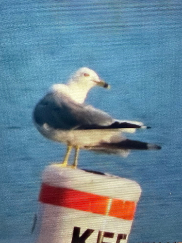 Ring-billed Gull