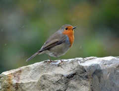 Erithacus rubecula