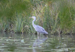 Ardea cinerea