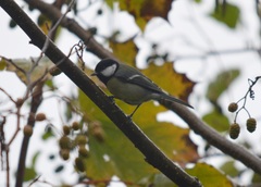 Parus major