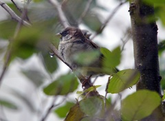 Passer domesticus