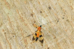 Myocoris