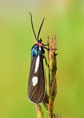 Ctenucha ruficeps
