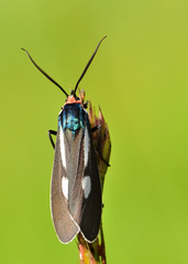 Ctenucha ruficeps