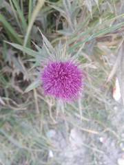 Cirsium vulgare