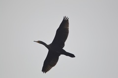 Phalacrocorax carbo