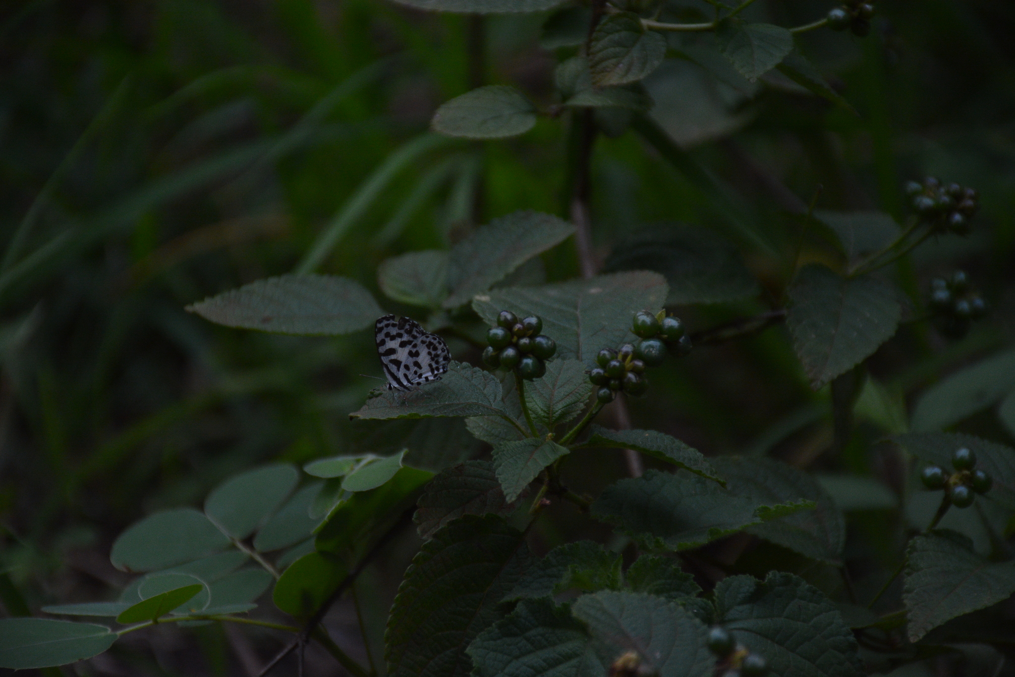 Common Pierrot