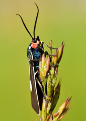 Ctenucha ruficeps