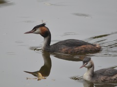 Podiceps cristatus