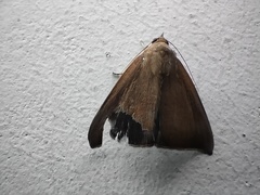 Noctuoidea
