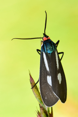 Ctenucha ruficeps