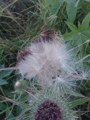 Cirsium vulgare