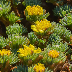 Euryops decumbens