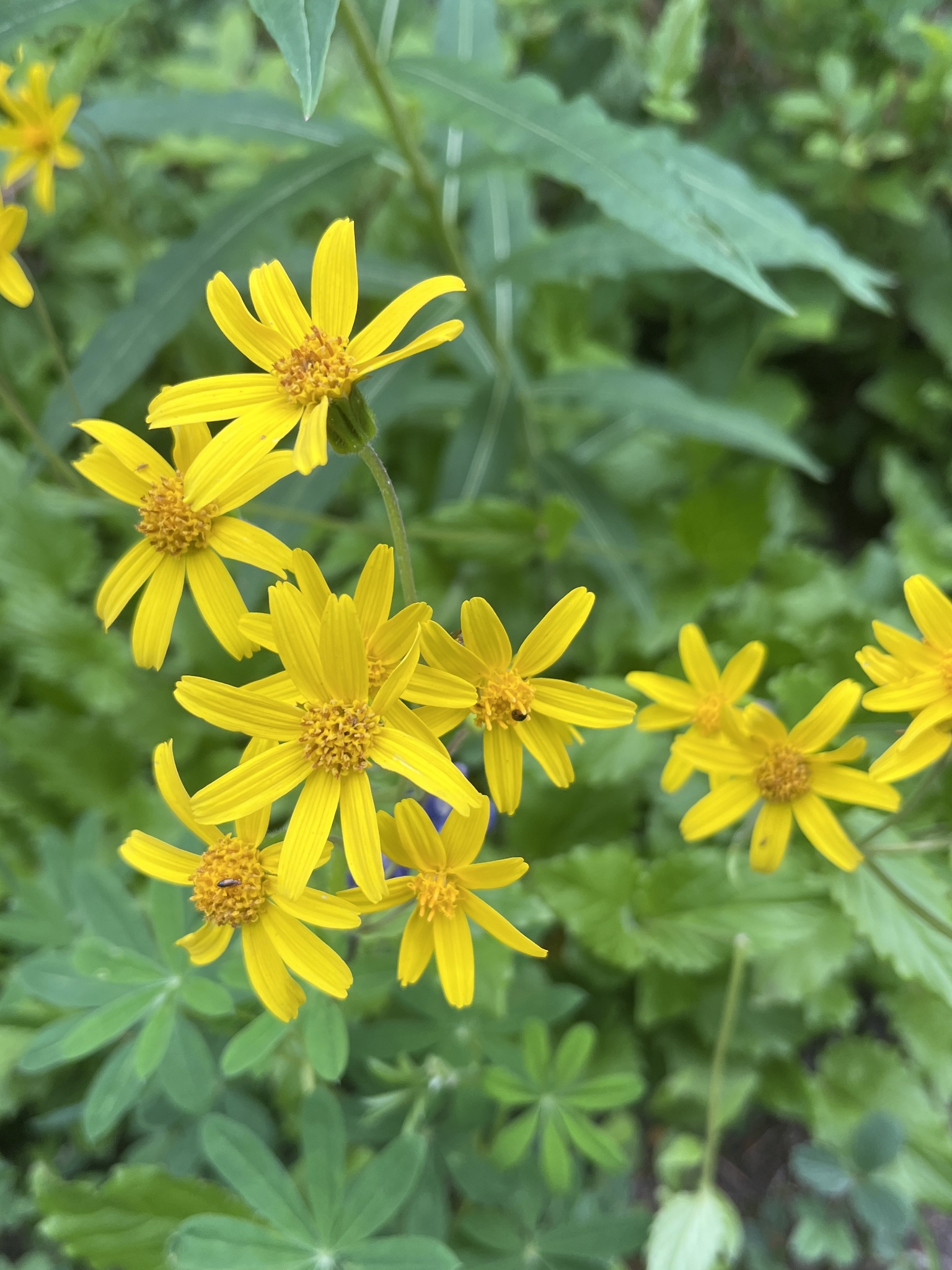 Arnica latifolia