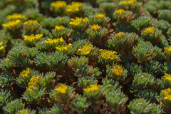 Euryops decumbens