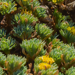 Euryops decumbens