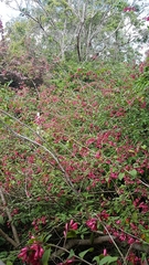 Cestrum elegans