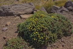 Euryops decumbens