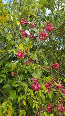 Cestrum elegans