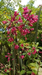 Cestrum elegans