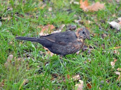 Turdus merula