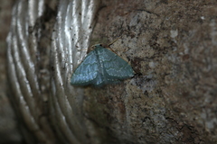 Chloropteryx opalaria