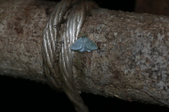 Chloropteryx opalaria