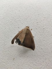 Noctuoidea