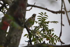 Turdus iliacus