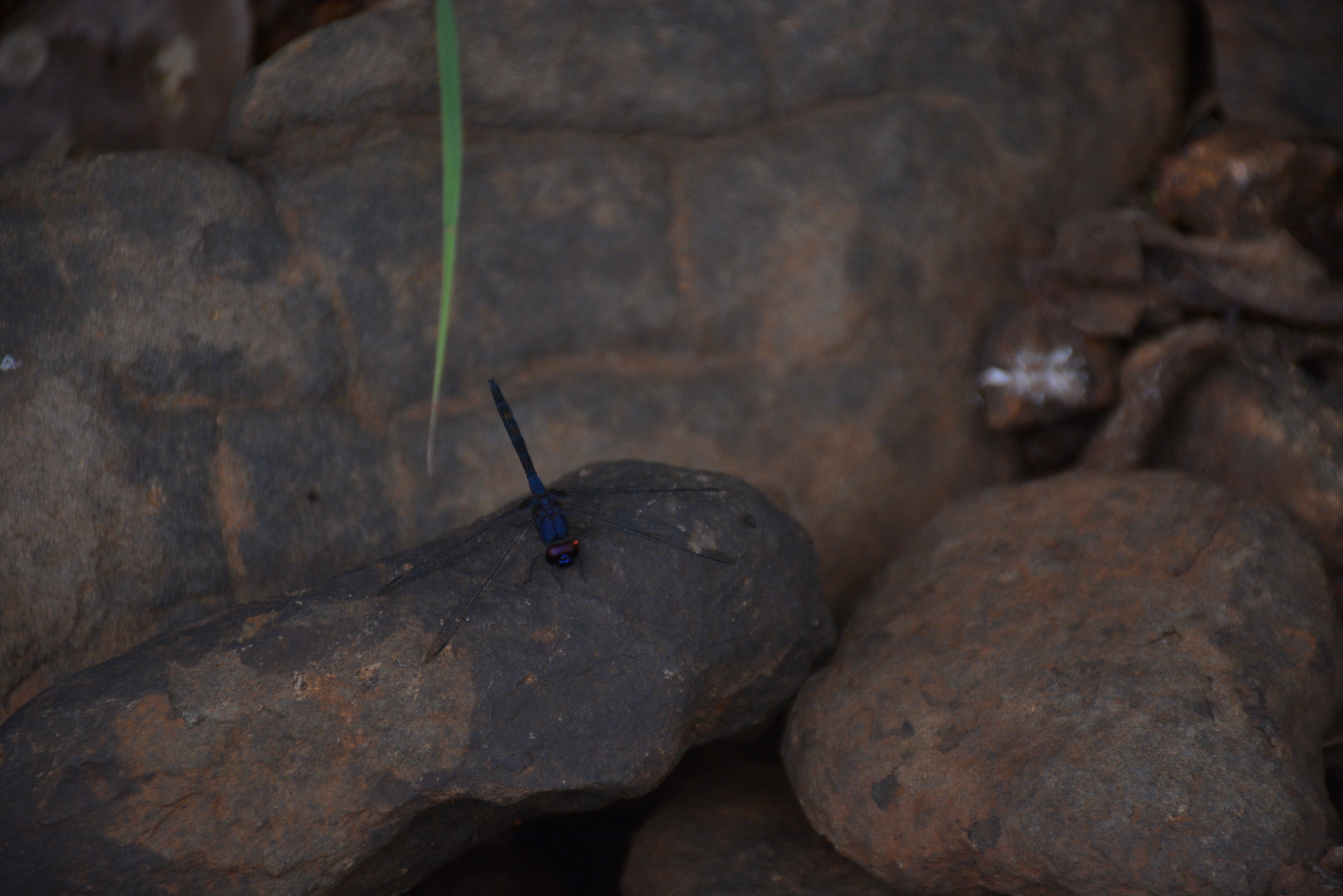Black Stream Glider