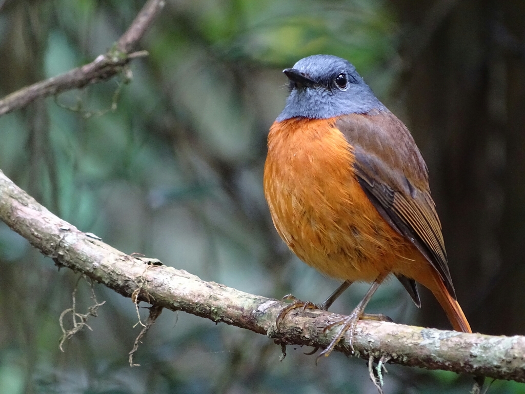 Forest Rock-Thrush photo
