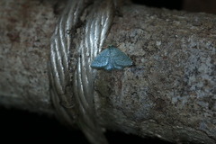 Chloropteryx opalaria