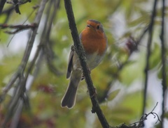 Erithacus rubecula