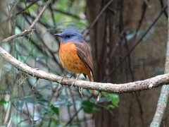 Monticola erythronotus