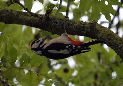 Dendrocopos major