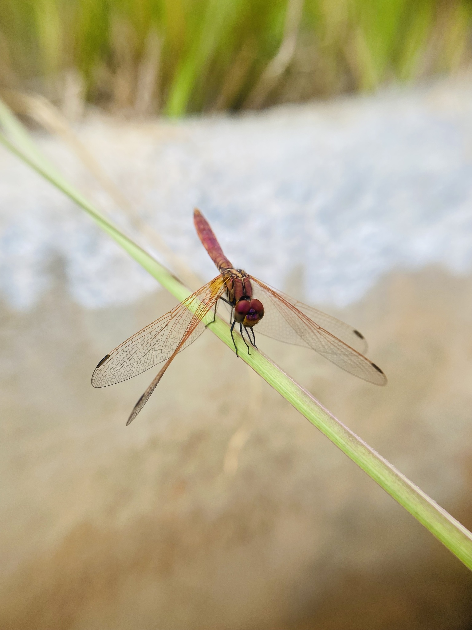 Crimson Marsh Glider