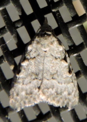 Nola triquetrana