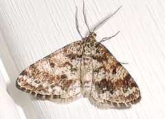 Eufidonia discospilata