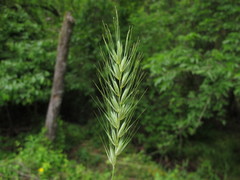 Elymus macgregorii