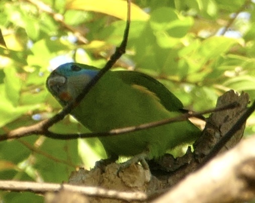 Double-eyed Fig Parrot (Cyclopsitta diophthalma), photo 8