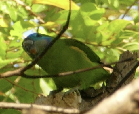 Double-eyed Fig Parrot (Cyclopsitta diophthalma), photo 9