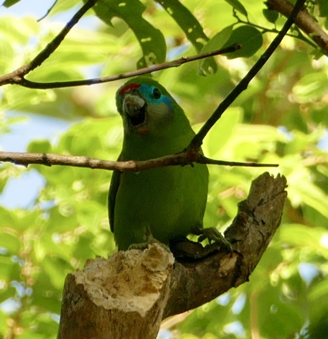 Double-eyed Fig Parrot (Cyclopsitta diophthalma), photo 10