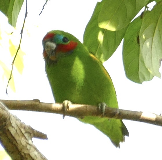 Double-eyed Fig Parrot (Cyclopsitta diophthalma), photo 6