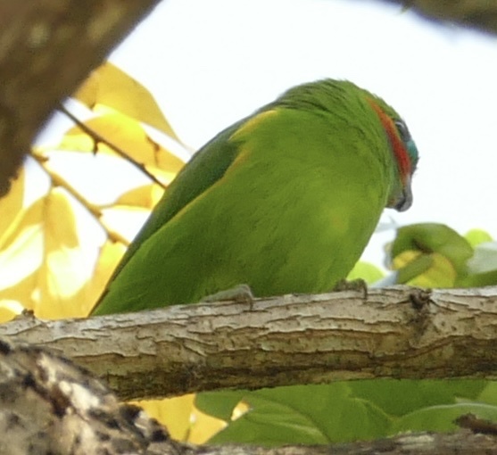 Double-eyed Fig Parrot (Cyclopsitta diophthalma), photo 7