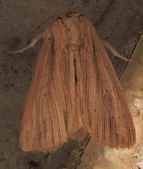 Mythimna oxygala