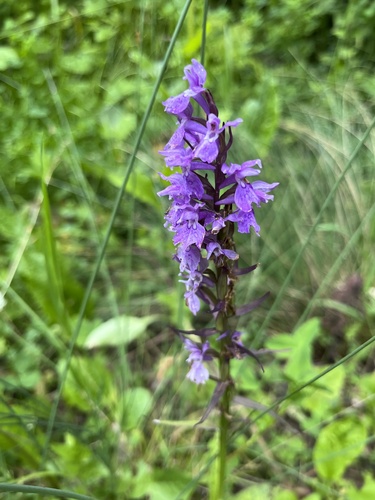 Urville’s Marsh Orchid (Dactylorhiza urvilleana)