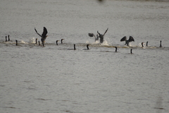 Phalacrocorax carbo