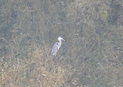 Ardea cinerea