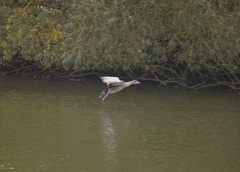 Alopochen aegyptiaca