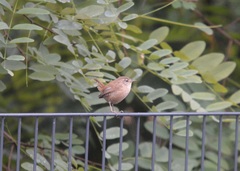 Troglodytes troglodytes